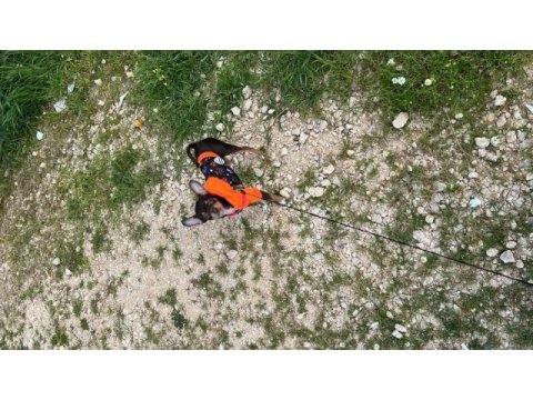 Oğlumu çiftleştirmek için dişi chihuahua arıyorum