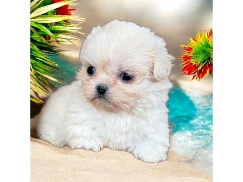 Maltese terrier çok sevimli yavrular