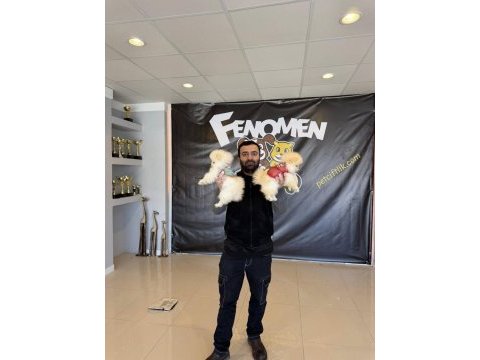 Türkiyenin en güzel maltipoo yavruları renk renk ankara