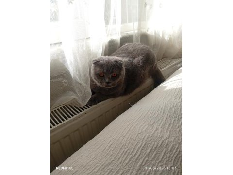 Prenses scottish fold kedimiz duman
