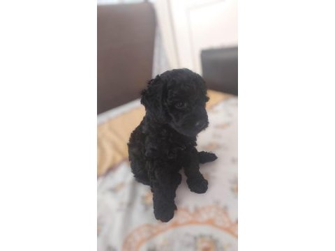 Toy poodle siyah