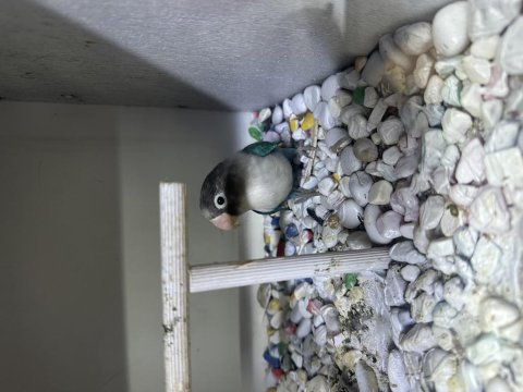 3 adet bebek sevda papağanı