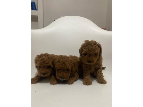 Safkan toy poodle yavrular