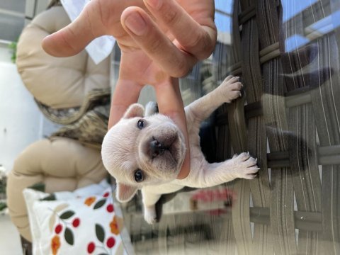Rezerveye açık pilatinyum french bulldog