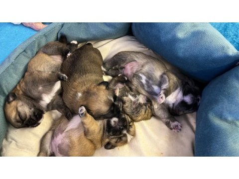 1 aylık shih-tzu kahverengi bebekler
