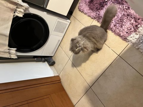 Scottish fold ömürlük aile olacak kişi sahiplensin lütfen