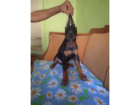 Mükemmel kalitede doberman