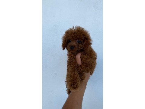 Üst kalite toypoodle yavrularımız 