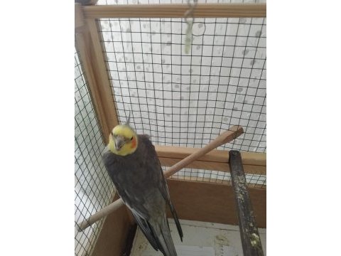 Yumurtaya hazır eş sultan papağanı