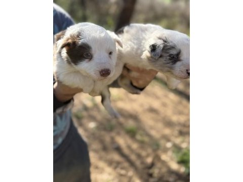 Üreticiden rengarenk border collie bebekler