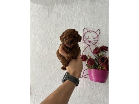 Toy poodle dark brown bebekler (kore)