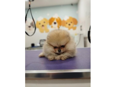 2 aylık pomeranian yavrum