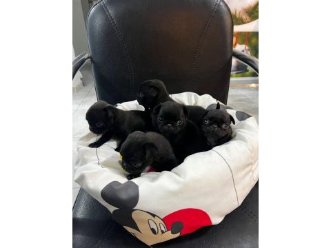 Her renk her çeşit pug yavrularımız