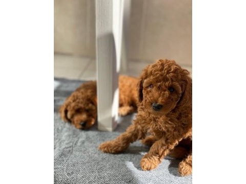 Irk garantili elden teslim toy poodle bebekler