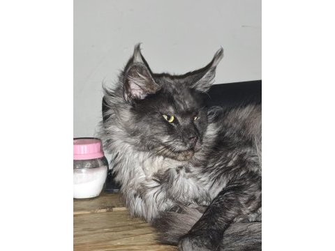 Xxxl maine coon şecereli