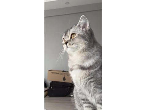 Öğrenci olduğum için kedimi sahiplendiriyorum