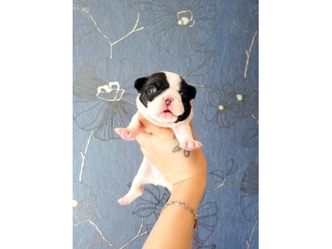 Orijinal fransız bulldog bebeler