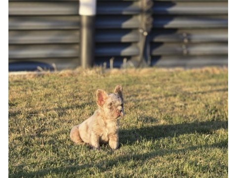 Fluffy new shade isabella merle french bulldog