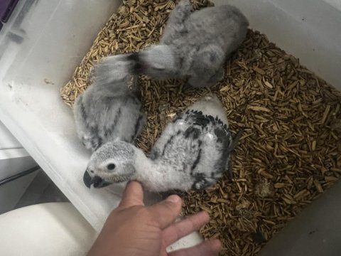 Jako papağanı kuşlarımız
