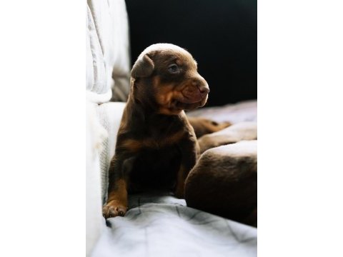 Irk garantili safkan doberman yavrular