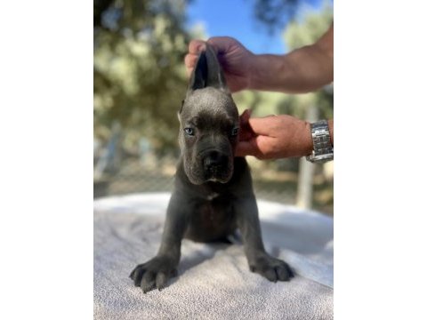 Muhteşem cane corso yavrularımız