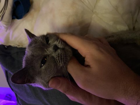 Safkan dişi british shorthair