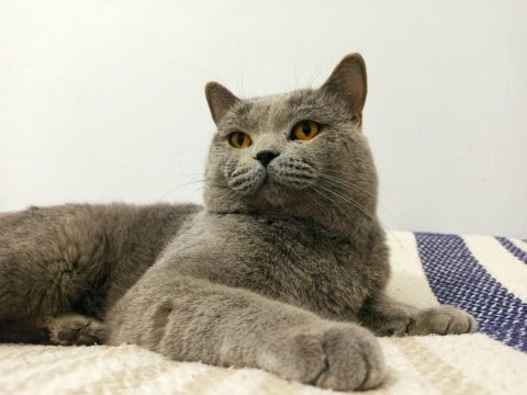 Erkek british shorthair