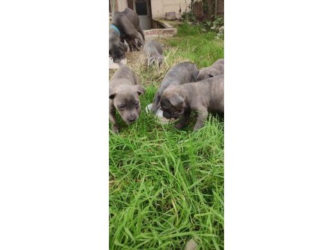 Dev adayı ırk ve sağlık garantili cane corso bebeklerimiz