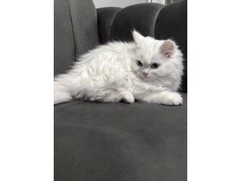 Uygun british longhair