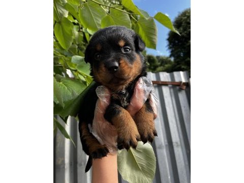 Safkan koca kafa rottweiler yavrularımız