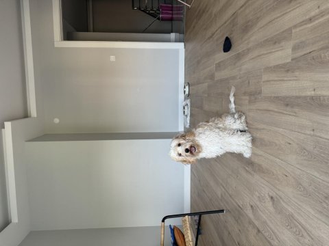 8 aylık maltipoo ücretsiz sahiplendirme