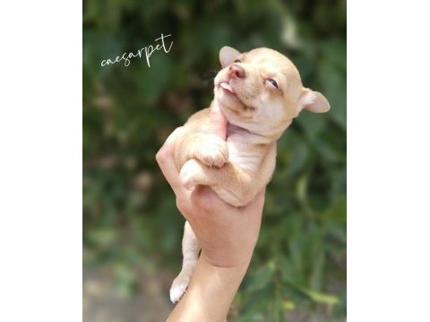 Chihuahua yavrumuz yeni yuvasını arıyor