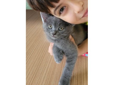 3 aylık british shorthair gri yavru