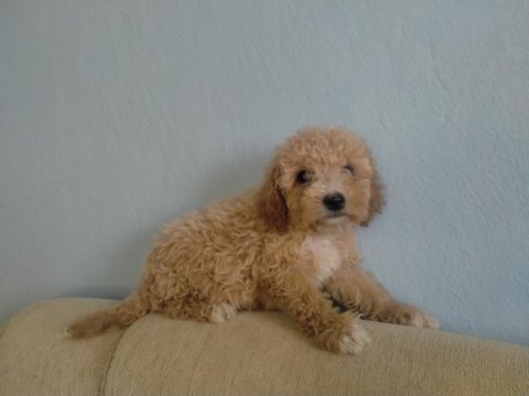 Toy poodle yavru
