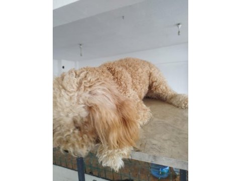Aprikot dişi 8 aylık poodle