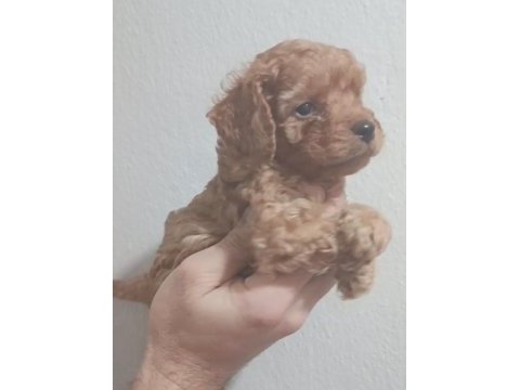 Maltipoo yavrular