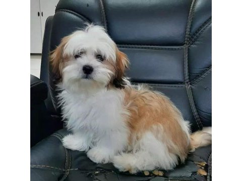 Shih tzu bebekleri yeni ailesine gitmeye hazır