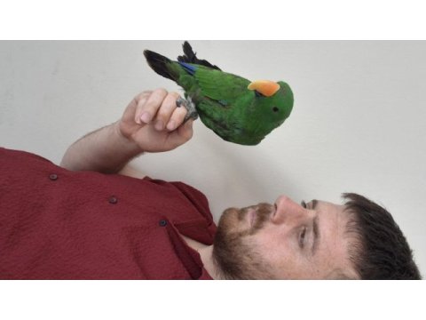 Evcilikte sınır yok eclectus papağanımız