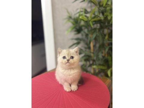 Brıtısh shorthair sılver yavrularım 
