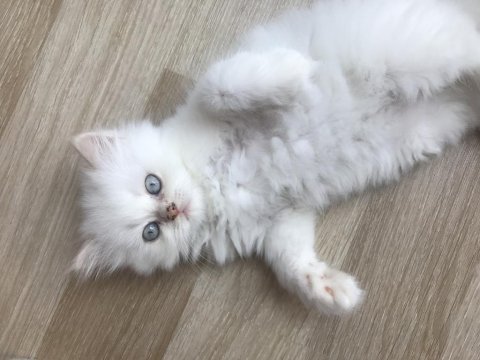 Sağlıklı chinchilla