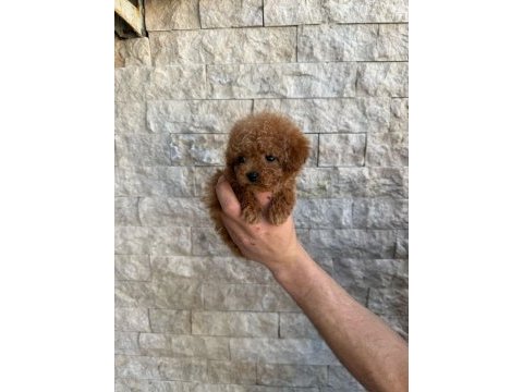 Oyuncaktan farksız poodle köpeğimiz