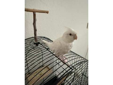Albino sultan papağanı