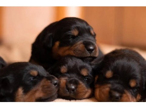 Rottweiler yavrularımız