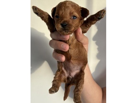 Orijinal kore toy poodle müthiş kalite