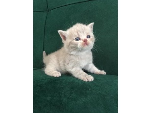 Erkek blue golden british shorthair