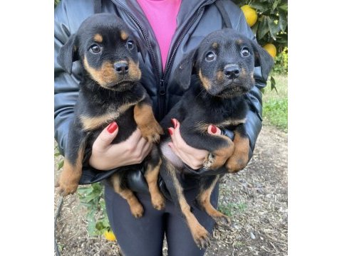 Şecereil rottweiler bebeler