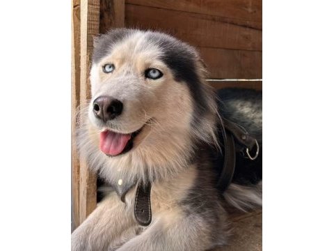 Husky köpeğimize acil yuva aranıyor