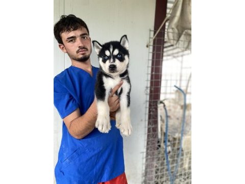 Üst kalite husky yavrular