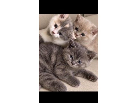 Çok tatlı british shorthair yavrularım