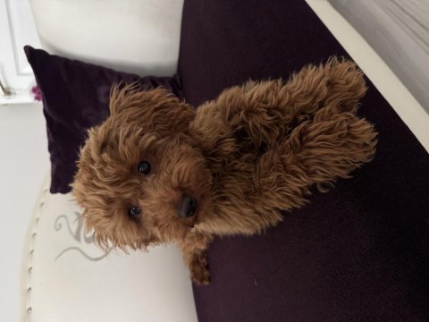 Toy poodle erkek yavru 7 aylık